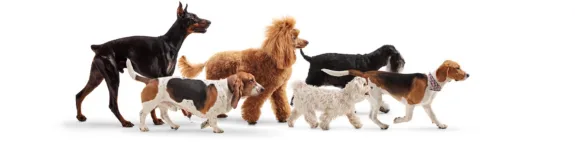 A group of different dog breeds walking together